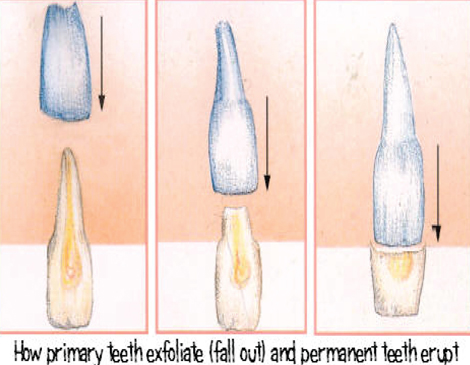 teeth eruption