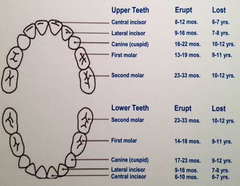 teeth eruption