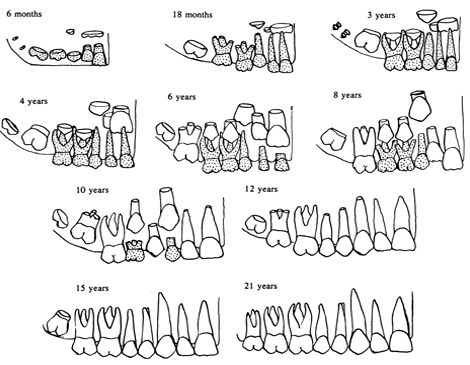 teeth eruption