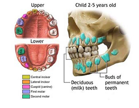 infant’s new teeth